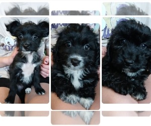 YorkiePoo Litter for sale in BURLINGTON, MA, USA