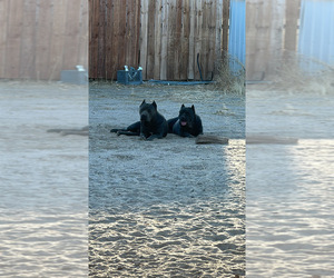 Father of the Cane Corso puppies born on 02/09/2025