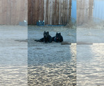Small Photo #1 Cane Corso Puppy For Sale in HESPERIA, CA, USA