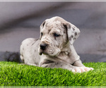 Small #1 Great Dane