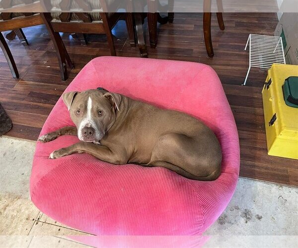 Medium Photo #3 American Pit Bull Terrier-Unknown Mix Puppy For Sale in Germantown, OH, USA