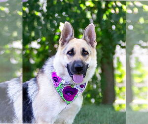 German Shepherd Dog Dogs for adoption in Unionville, PA, USA