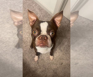 Boston Terrier Puppy for sale in ARLINGTON, TX, USA