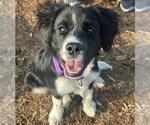 Small Border Collie Mix