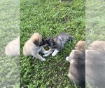 Small #5 German Shepherd Dog-Great Pyrenees Mix
