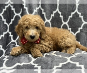 Goldendoodle (Miniature) Puppy for sale in LAKELAND, FL, USA