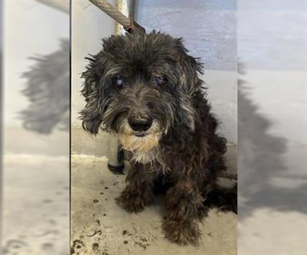 Medium Photo #1 Poodle (Toy)-Unknown Mix Puppy For Sale in Camarillo, CA, USA