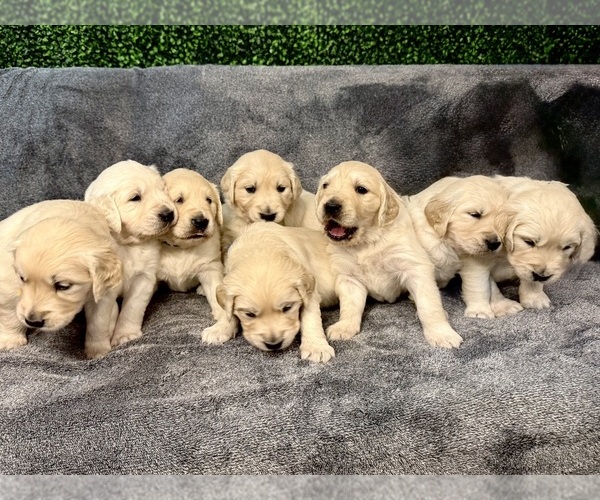 Medium Photo #5 Golden Retriever Puppy For Sale in MURRAY, UT, USA