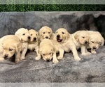 Small #4 Golden Retriever