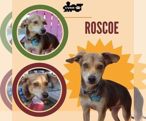 Chipin Dogs for adoption in Lindsay, CA, USA