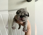 Small Photo #9 French Bulldog Puppy For Sale in KAHULUI, HI, USA