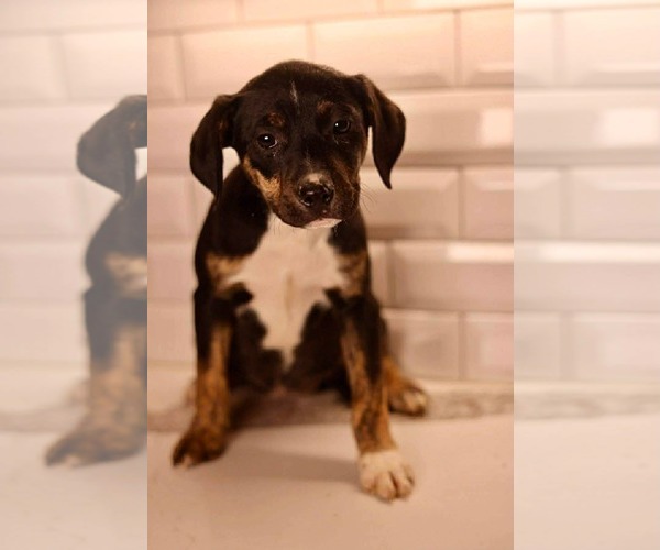 Medium Photo #1 Boxer-Unknown Mix Puppy For Sale in Duluth, MN, USA