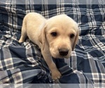 Small Photo #8 Labrador Retriever Puppy For Sale in OCALA, FL, USA