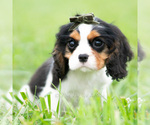 Small #1 Cavalier King Charles Spaniel