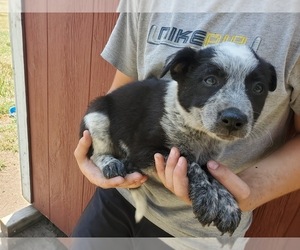 Australian Cattle Dog-Hangin Tree Cowdog Mix Puppy for sale in ABBYVILLE, KS, USA