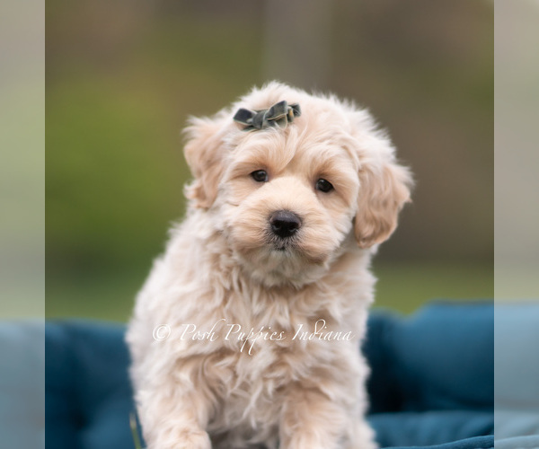 Medium Photo #3 Maltipoo (Miniature) Puppy For Sale in WARSAW, IN, USA