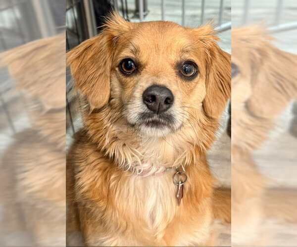 Medium Photo #1 Chihuahua-Unknown Mix Puppy For Sale in Sequim, WA, USA