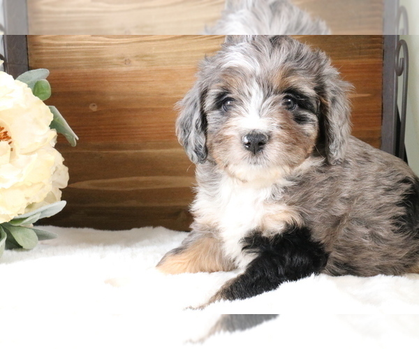 Medium Photo #158 Aussiedoodle Miniature  Puppy For Sale in STAFFORD, VA, USA