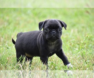 Pug Puppy for sale in PALM COAST, FL, USA