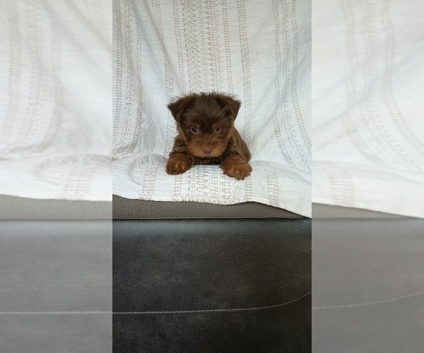 Medium Photo #3 Yorkshire Terrier Puppy For Sale in BENSON, NC, USA