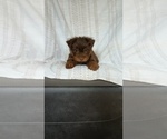 Small #2 Yorkshire Terrier
