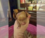 Small Photo #2 Golden Retriever Puppy For Sale in BLACKBURN, NC, USA