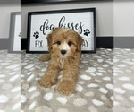 Small #1 Cavapoo