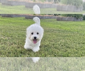 Bichon Frise Puppy for sale in OLIVE BRANCH, MS, USA