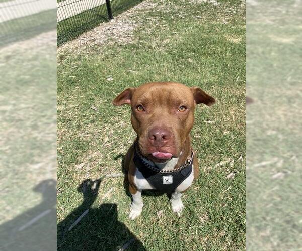 Medium Photo #1 American Staffordshire Terrier-Unknown Mix Puppy For Sale in San Antonio, TX, USA