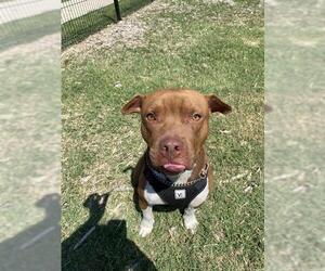 American Staffordshire Terrier-Unknown Mix Dogs for adoption in San Antonio, TX, USA