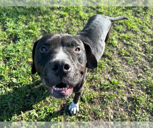 Medium Photo #3 Boxer-Unknown Mix Puppy For Sale in Ocala, FL, USA