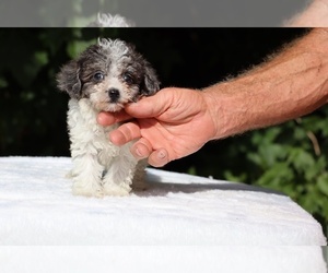 Goldendoodle (Miniature) Puppy for sale in DYERSBURG, TN, USA