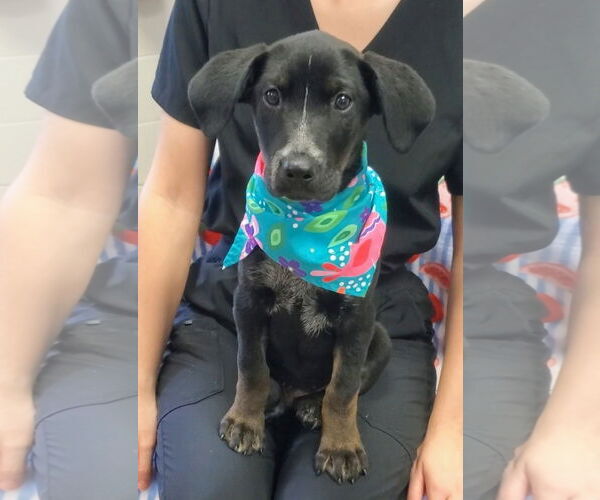 Medium Photo #3 Labrador Retriever-Unknown Mix Puppy For Sale in Tampa, FL, USA