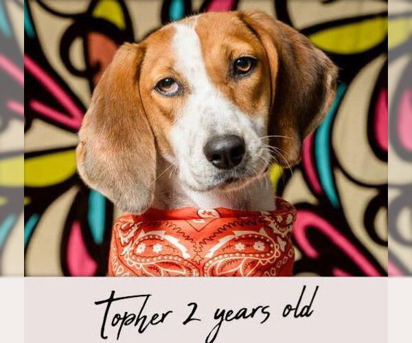 Medium Photo #2 Mutt Puppy For Sale in North Myrtle Beach, SC, USA