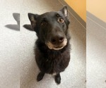 Small German Shepherd Dog