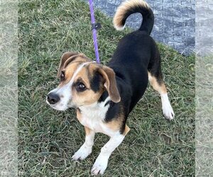 Beagi Dogs for adoption in Batavia, OH, USA