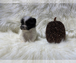Small Photo #39 Shiranian Puppy For Sale in HAYWARD, CA, USA