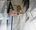 Small #2 Feist Terrier Mix