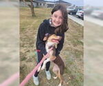 Small #3 Miniature Pinscher
