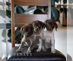 Small #1 German Shorthaired Pointer