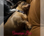 Small Photo #11 Dachshund Puppy For Sale in San Antonio, TX, USA