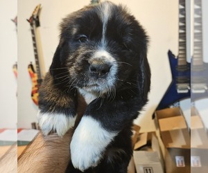 Newfoundland Puppy for sale in LIZELLA, GA, USA