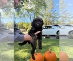 Small #1 Poodle (Standard)
