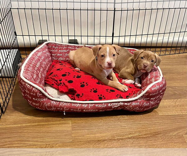 Medium Photo #6 Mutt Puppy For Sale in Derwood, MD, USA