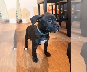 Medium American Bandogge mastiff