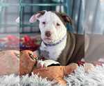 Small #1 American Staffordshire Terrier Mix