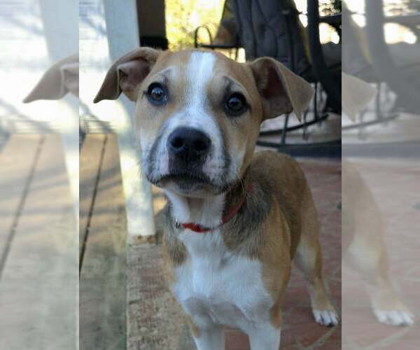 Medium Photo #4 Labrador Retriever-Unknown Mix Puppy For Sale in Raleigh, NC, USA