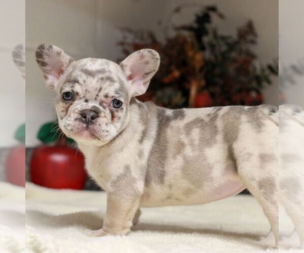 Medium Photo #5 French Bulldog Puppy For Sale in EAST EARL, PA, USA