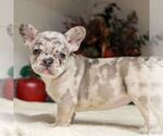 Small #4 French Bulldog
