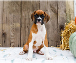 Puppy Bruno Boxer
